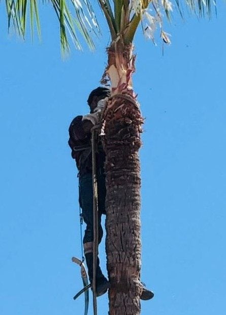 SE REALIZARON TRABAJOS DE PODA DE PALMAS